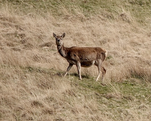 red deer